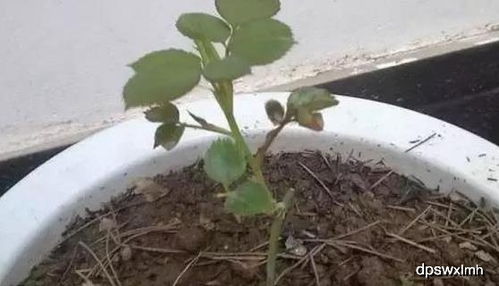 缓苗是什么意思?