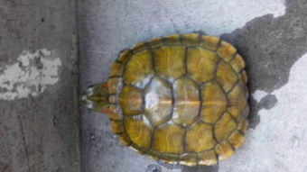 水龟有哪些品种,哪种水龟比较好养