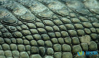 鳞次栉比怎么读