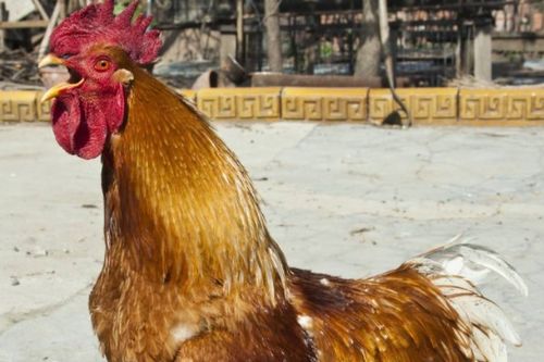 69年属什么生肖