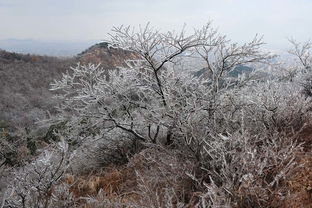 棠梨沟在大连什么位置?
