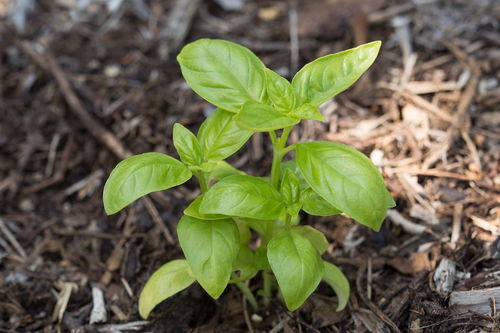 株可以组什么词·