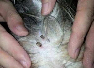 宠物医院驱虫给猫驱虫一次多少钱?