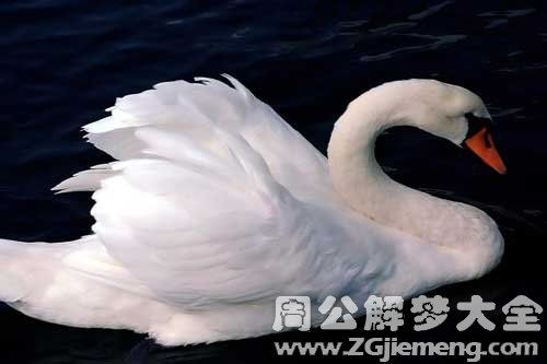 天鹅的寓意及象征是什么?