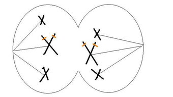 等位基因是什么