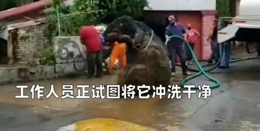 求一部90年代美国科幻片 关于下水道老鼠变异巨大化的