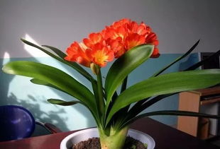 君子兰浇水的正确方法