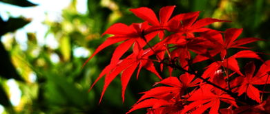 草莓叶子红了会活吗