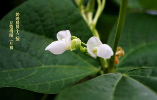 豆蔻年华是指几岁