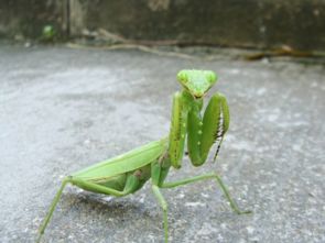 昆虫记中螳螂的外形是什么?