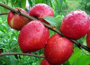 黄桃和油桃有什么区别?