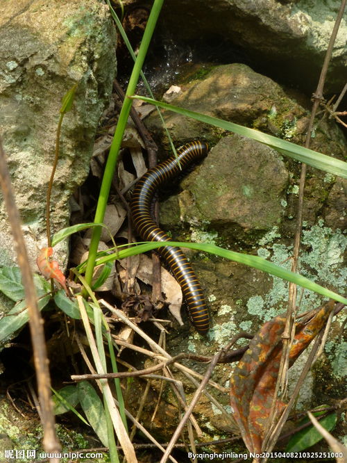 什么好的方法杀死百足虫