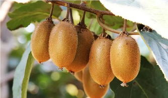 猕猴桃中间白色的东西可以吃吗