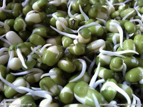 绿豆发芽的过程是怎样的?