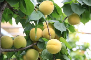 春天成熟的水果有哪些