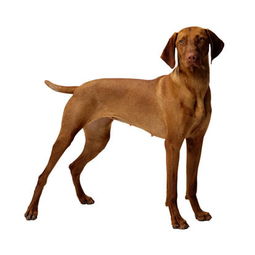 适合家养的小型短毛犬