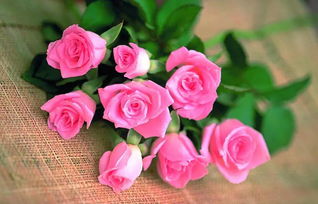 怎么样的玫瑰花描写颜色?