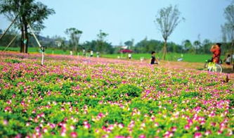 自贡玫瑰花海几月份有花?