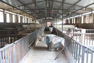 怎样建立养猪场