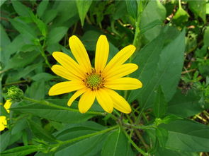 秋天开的花有哪些