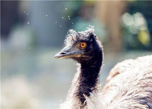 鸸鹋和鸵鸟的有什么区别