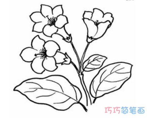 简笔画报花名:手绘铅笔画“白杜鹃花”画法