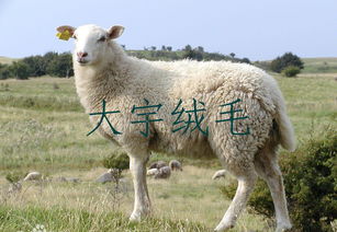 土耳其产什么羊