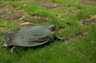 吃甲鱼有什么好处 吃甲鱼的好处