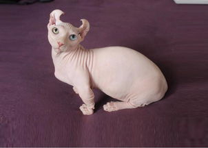 没有毛的猫叫什么名字