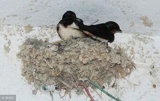 燕子在家里搭窝预示着什么意思