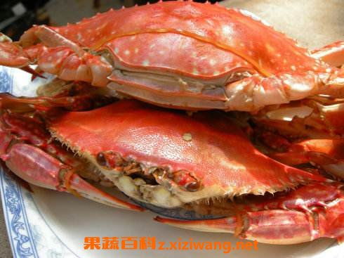 白蟹和梭子蟹的区别