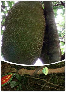 向日葵籽种的时候尖头朝上还是朝下?