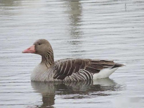 鹅的祖先是什么动物