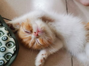 猫几个月到几个月算幼猫