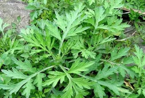 艾草的作用与功效