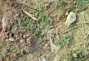 艾草和艾蒿区别