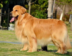 金毛犬多少钱一只