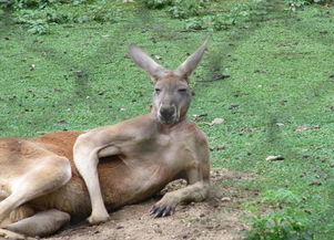 袋鼠国是哪个国家