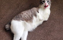 猫咪被困37天获救破存活记录,它可以被称之为“猫坚强”吗?