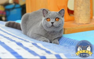 北京哪儿有猫舍或卖猫的地方?