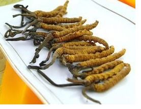 新鲜虫草泡水喝正确方法 新鲜虫草如何泡水喝