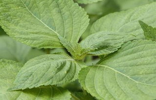 苏子叶是什么树的叶子?