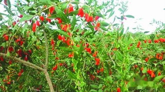 枸杞种植技术和方法