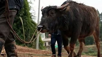 金钱肚是牛的哪个部位?