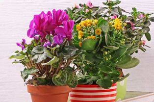 长寿花养殖方法