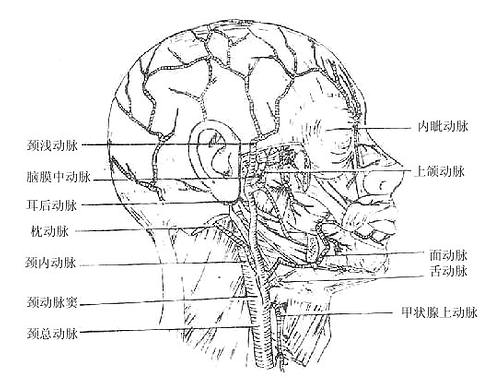 颈动脉窦的名词解释