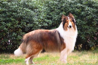 苏格兰牧羊犬的形态特征