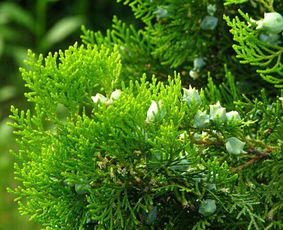 千头柏的形态特征有哪些?