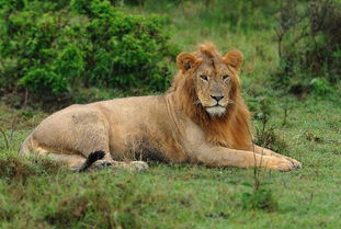 公狮子和母狮子的区别是什么?