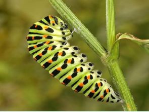 世界上有哪些昆虫50种?